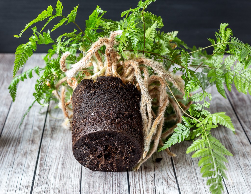 Rabbit's Foot Fern out of a pot on a table.