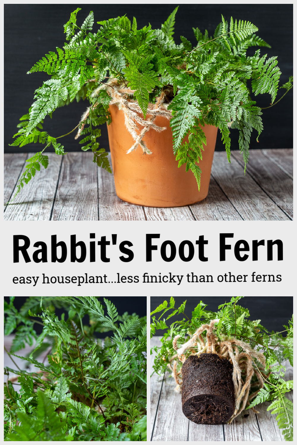 Growing Rabbit's Foot Fern A Not So Finicky House Fern
