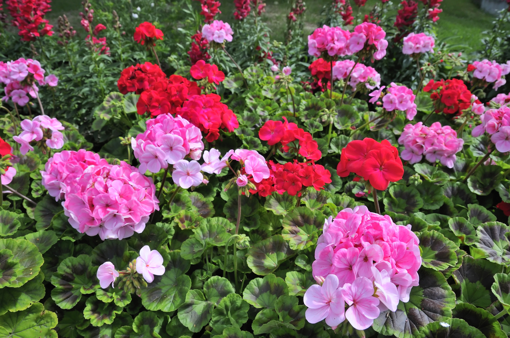 Zonal pink and red nursery geraniums.