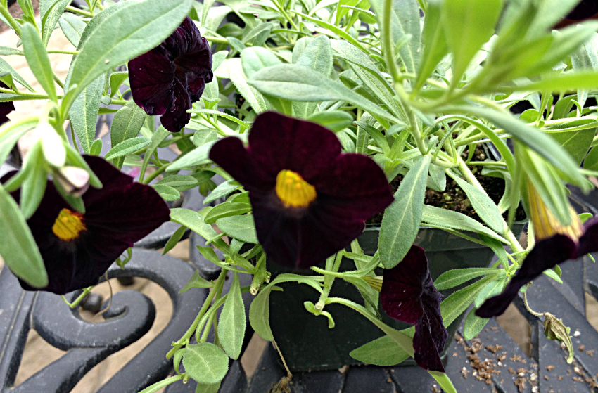 Dark calibrachoa annual flower with a yellow center.