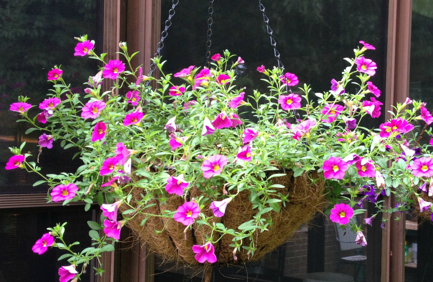 Fuchsia calibrachoa annual flower with a yellow center.