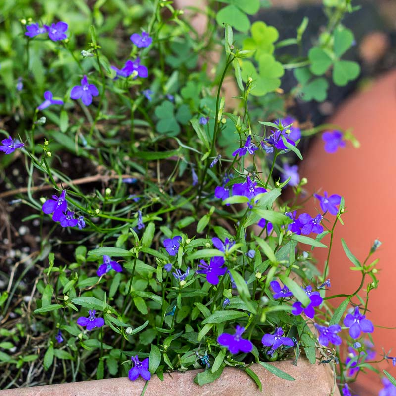 Blue lobelia flowers in the edge of a container.