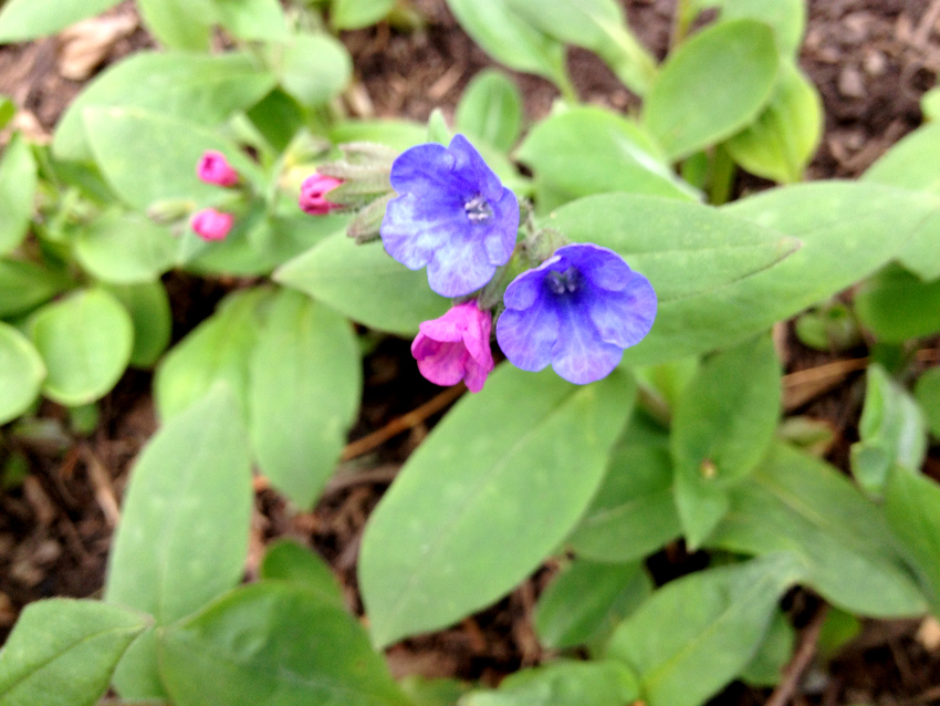 Pulmonaria in bloom with blue and pink flowers.