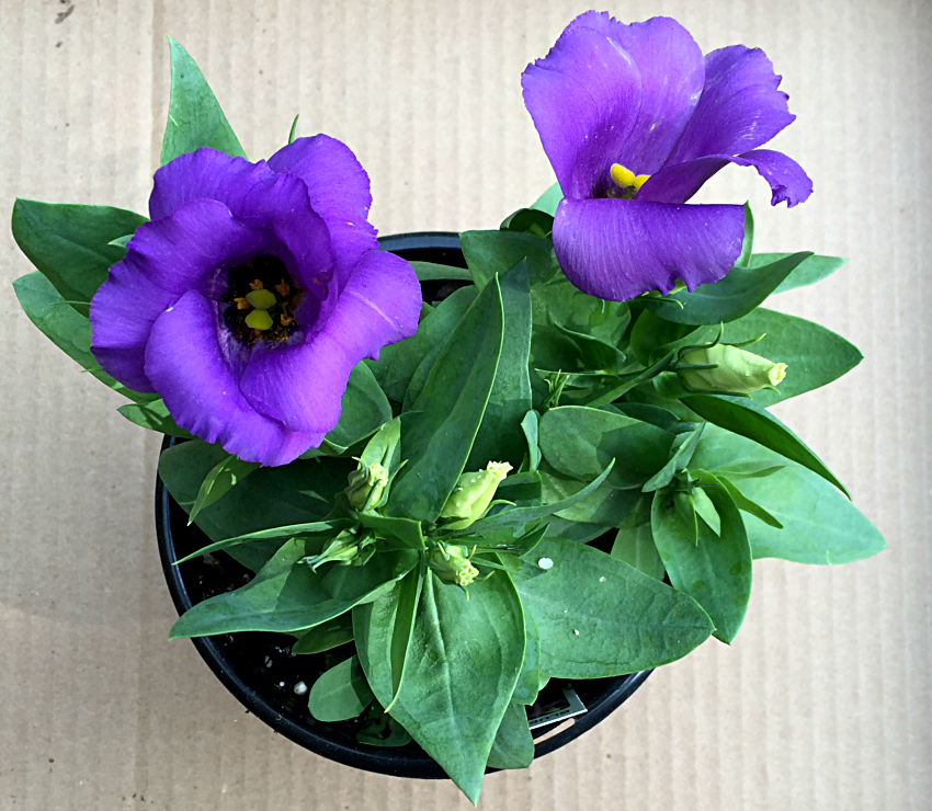 Purple bell flower in a nursery pot.