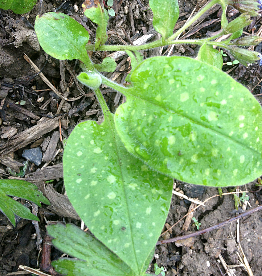 Close up of pulmonaria leaves with spots.