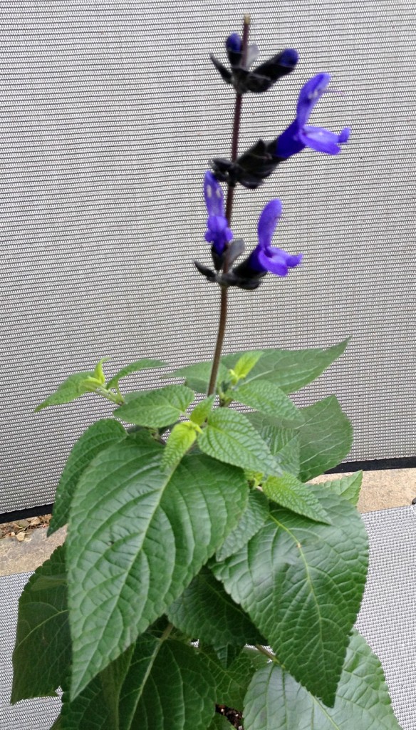 Salvia black and blue annual flower