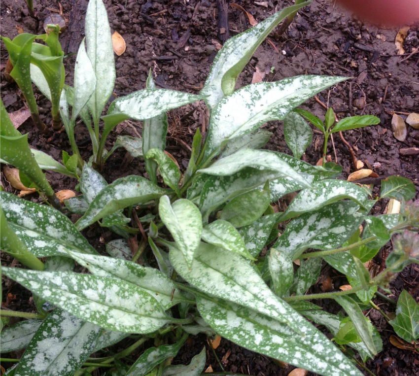 Lungwort leaves that are longer and more spotted called Silver Lungwort.