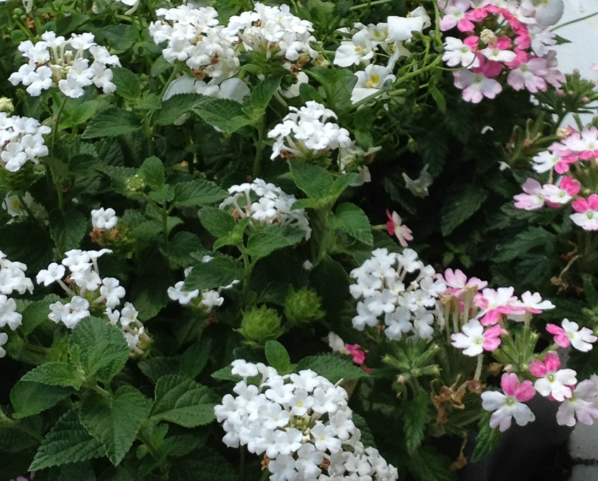 White verbena flowers planted with a white and pink variety.