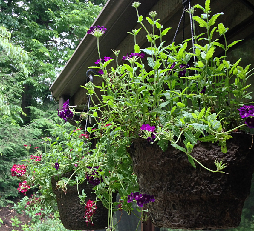 Pots of purple and dark red trailing verbena.