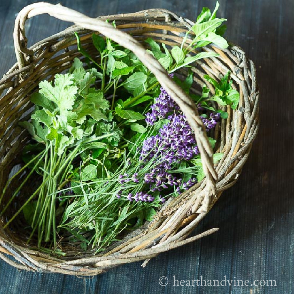 Basket with lavender, mint and rose geranium leaves