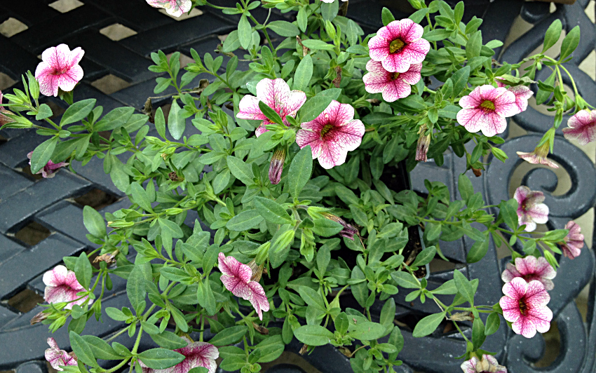 Variegated calibrachoa in pink and white.