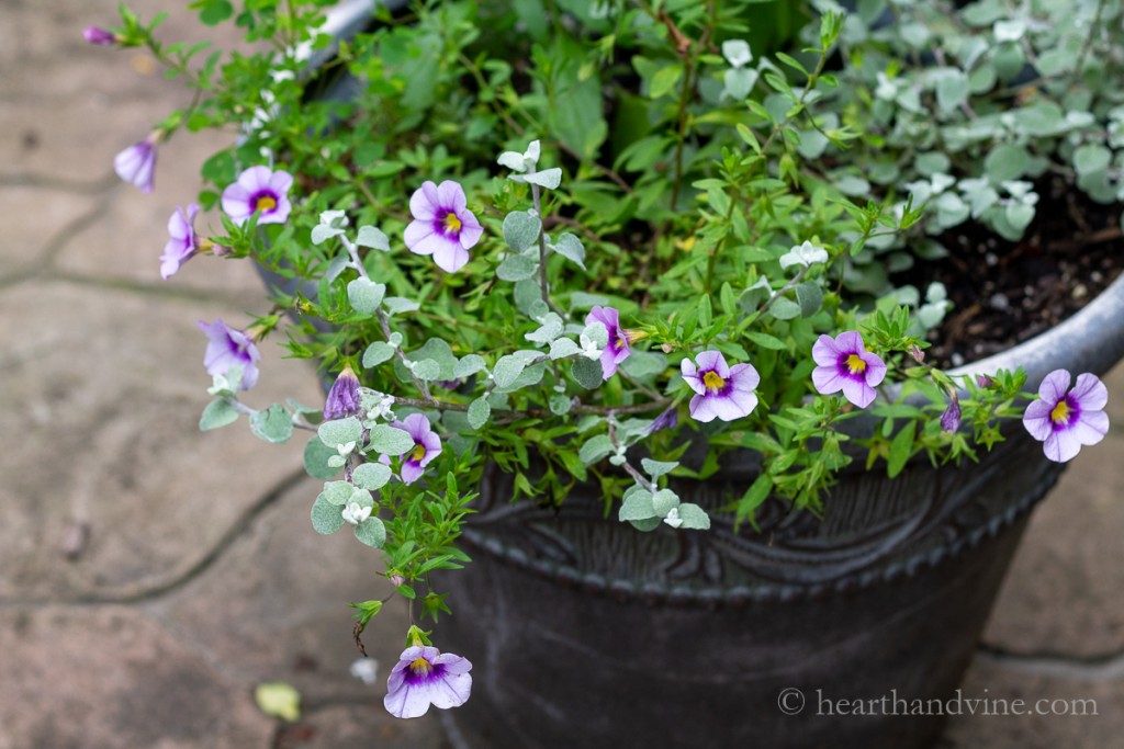 Annual flowers for containers including several varieties for sun and shade like this pot with Calibrachoa in a lavender color with yellow center and dark purple around the yellow.