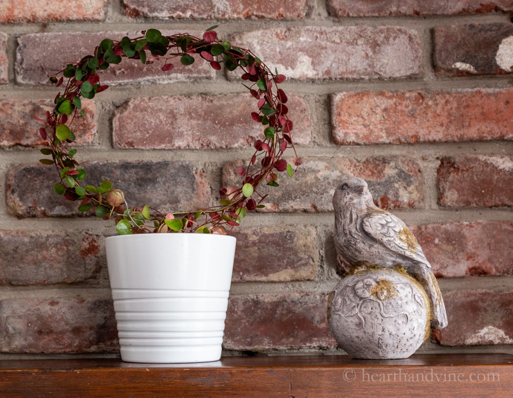 Living topiary on mantel with Peperomia Ruby Cascade.