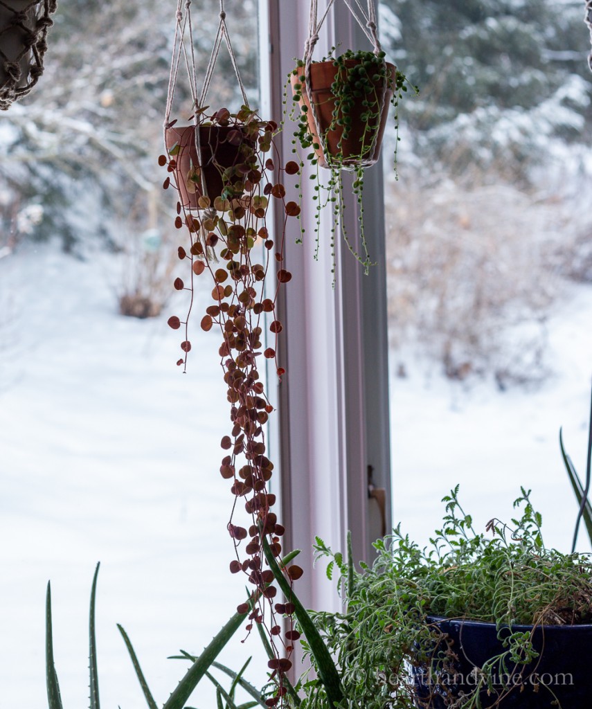 Ruby cascade plant and string of pearls hanging in the window.