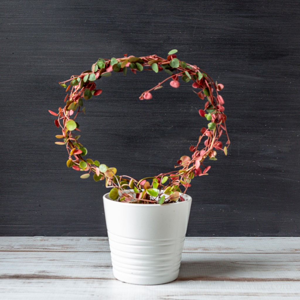 Live wire topiary make with a coat hanger and a ruby cascade plant.