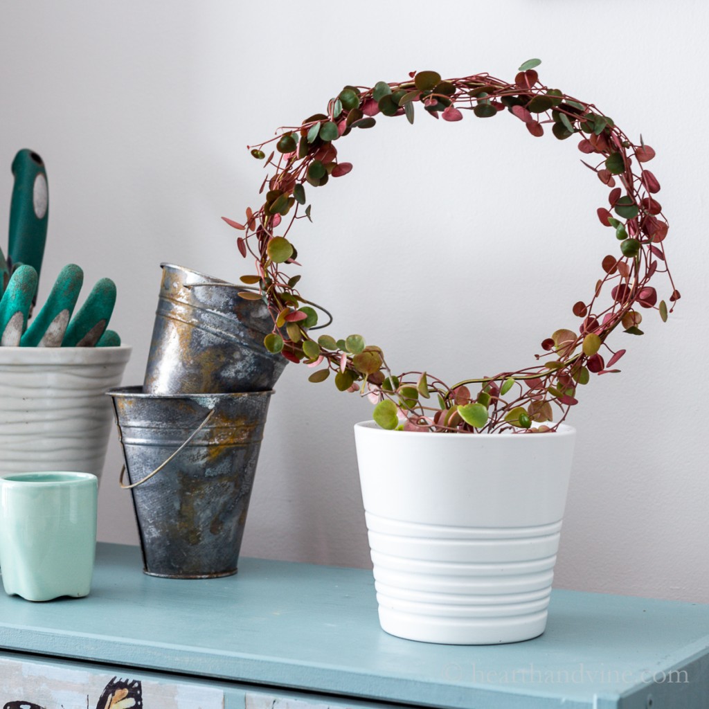 ruby cascade round topiary on a chest next to pots.