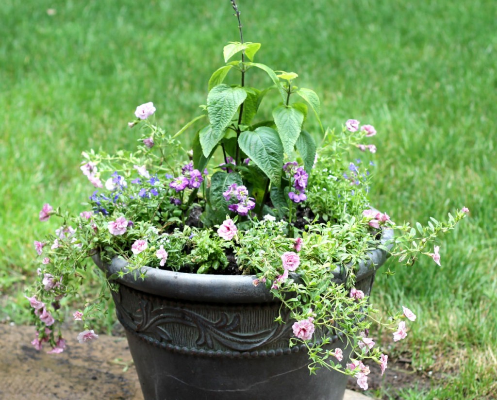 Large flower container with salvia, stock and trailing double petunias.