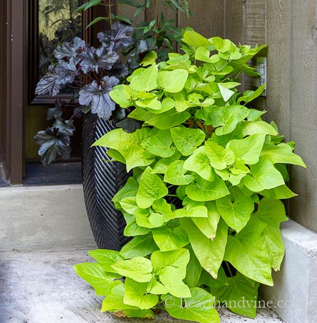 Large planter with green sweet potato vine grown down to the floor and a heuchera plant on the left.