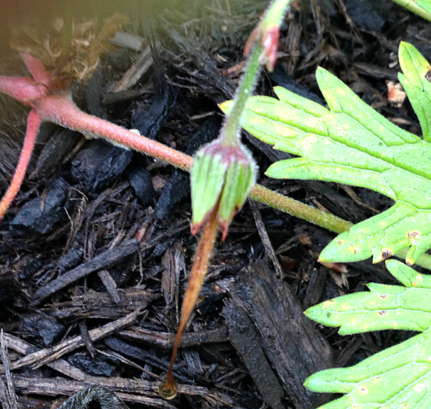 Hardy Geranium seedpod looks like a crane's bill