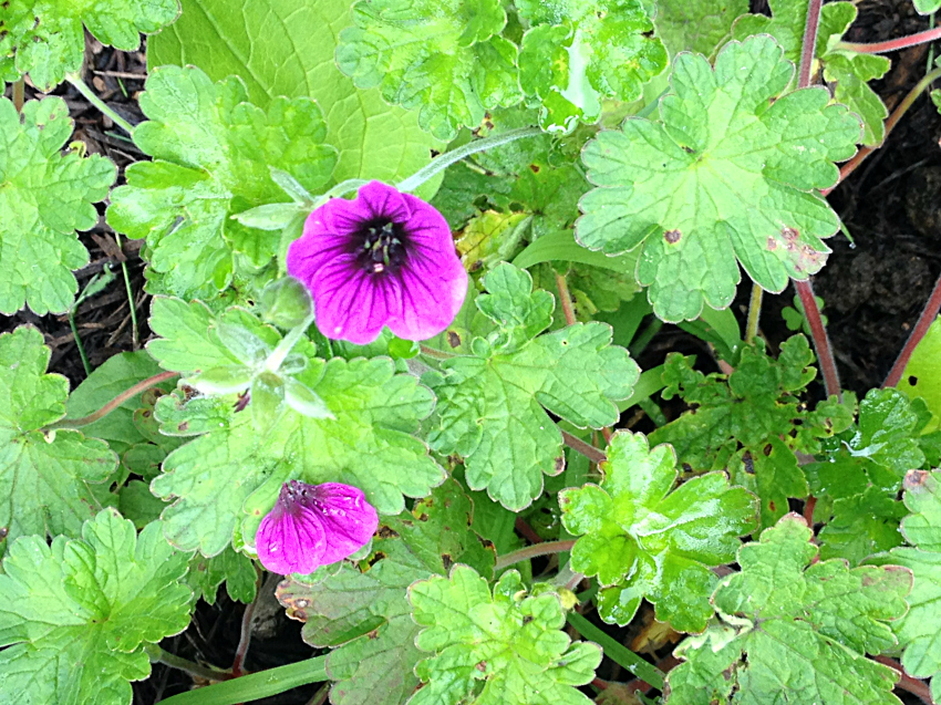 Hardy Geranium variety Dragonheart