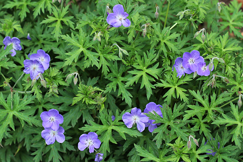 Geranium 'Johnson's Blue'