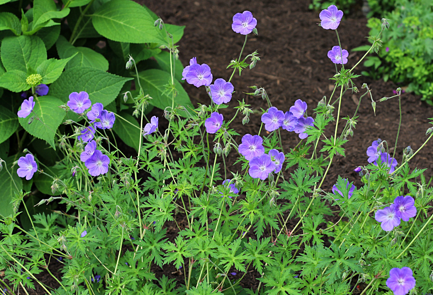 Hardy geranium 'Orion'