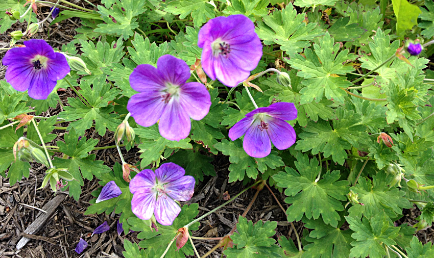 Perennial Geranium 'Rozanne'