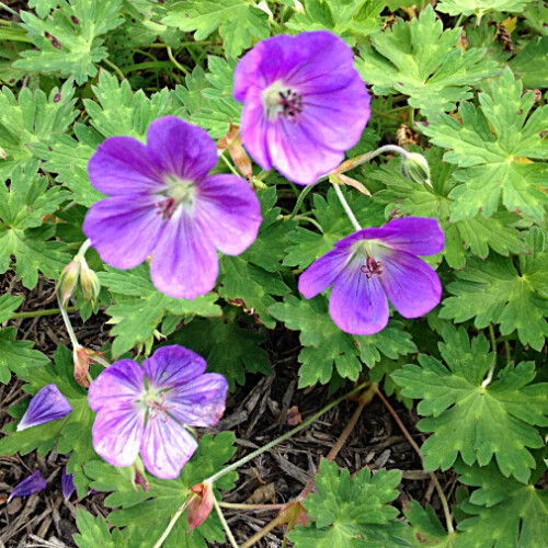 Hardy geranium variety 'Rozanne'