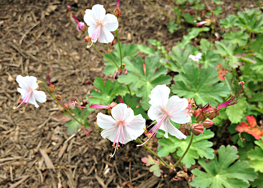 Geranium x cantabrigiense ‘Biokovo.’ Hardy geranium perennial of the year in 2015
