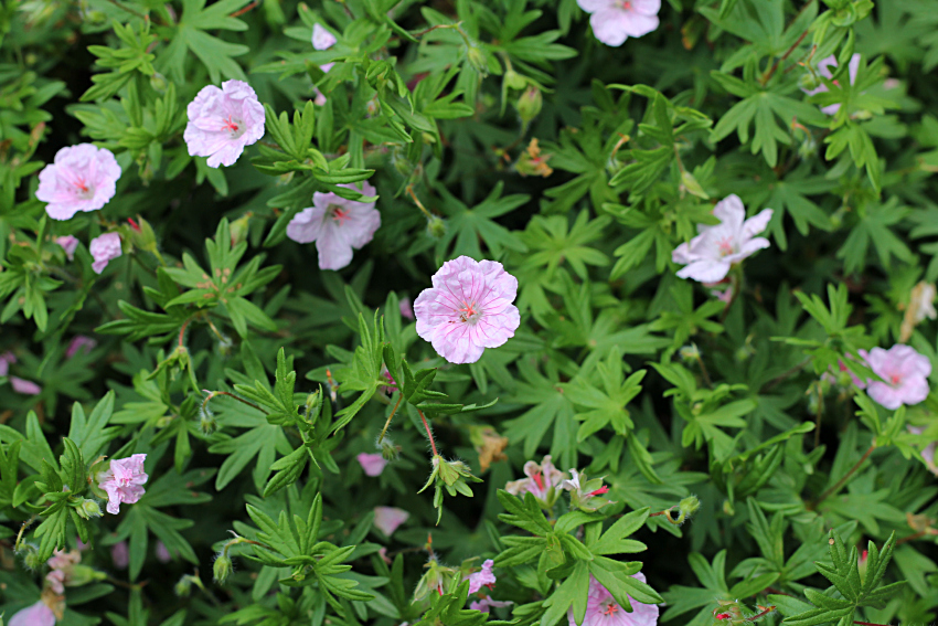 Geranium cinereum ‘Ballerina’