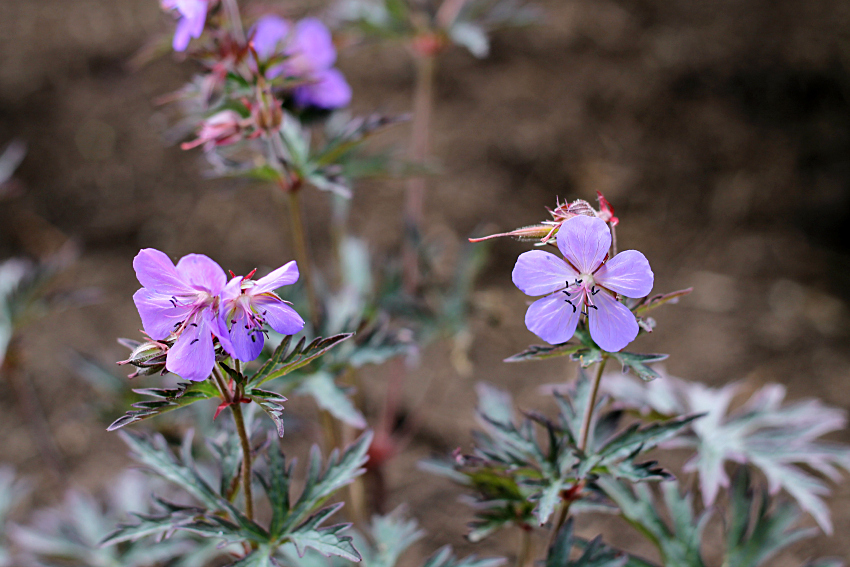 Geranium pratense 'Okey Dokey'