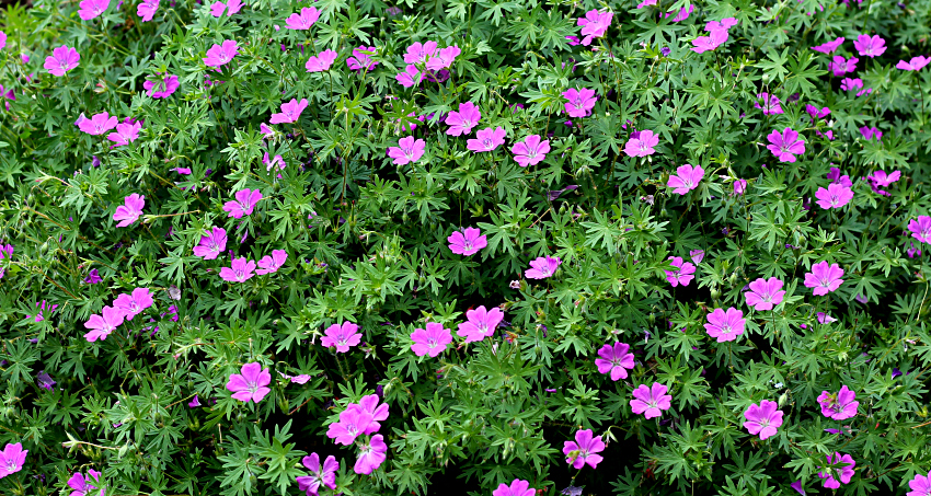 Geranium sanguienum - Bloody Cranesbill