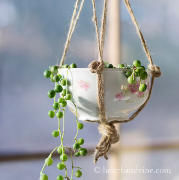 Vintage teacup hanging with string of pearls planted inside