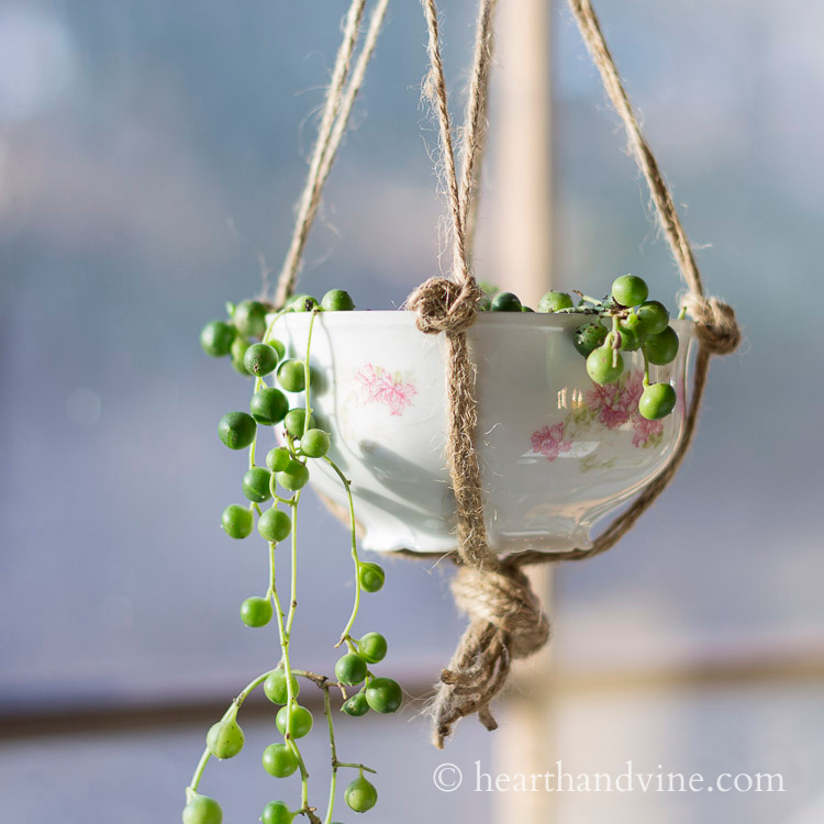 Vintage tea cup planter hanging with string of pearls planted inside