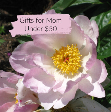 Single peony with text overlay "Gifts for Mom Under $50"