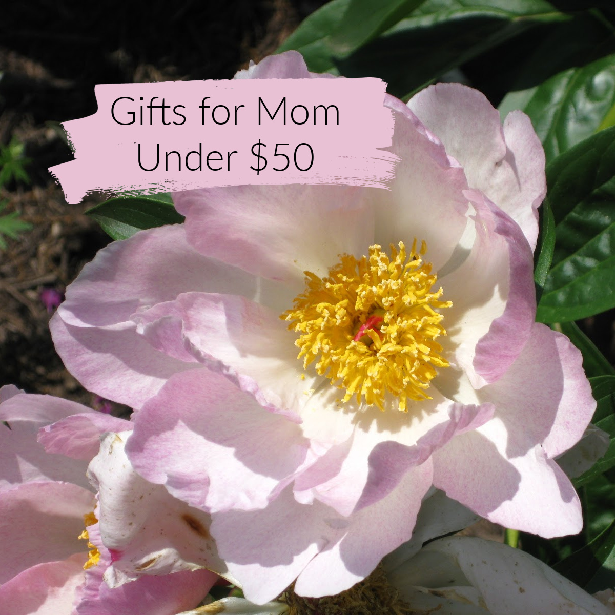 Single peony with text overlay "Gifts for Mom Under $50"