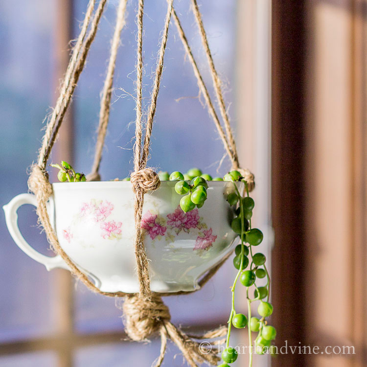 DIY Tea cup Planter and String of Pearls