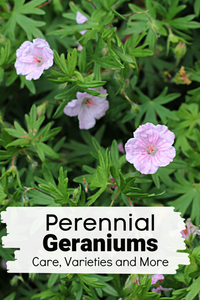 Perennial geranium cinereum ‘Ballerina’ in the garden.