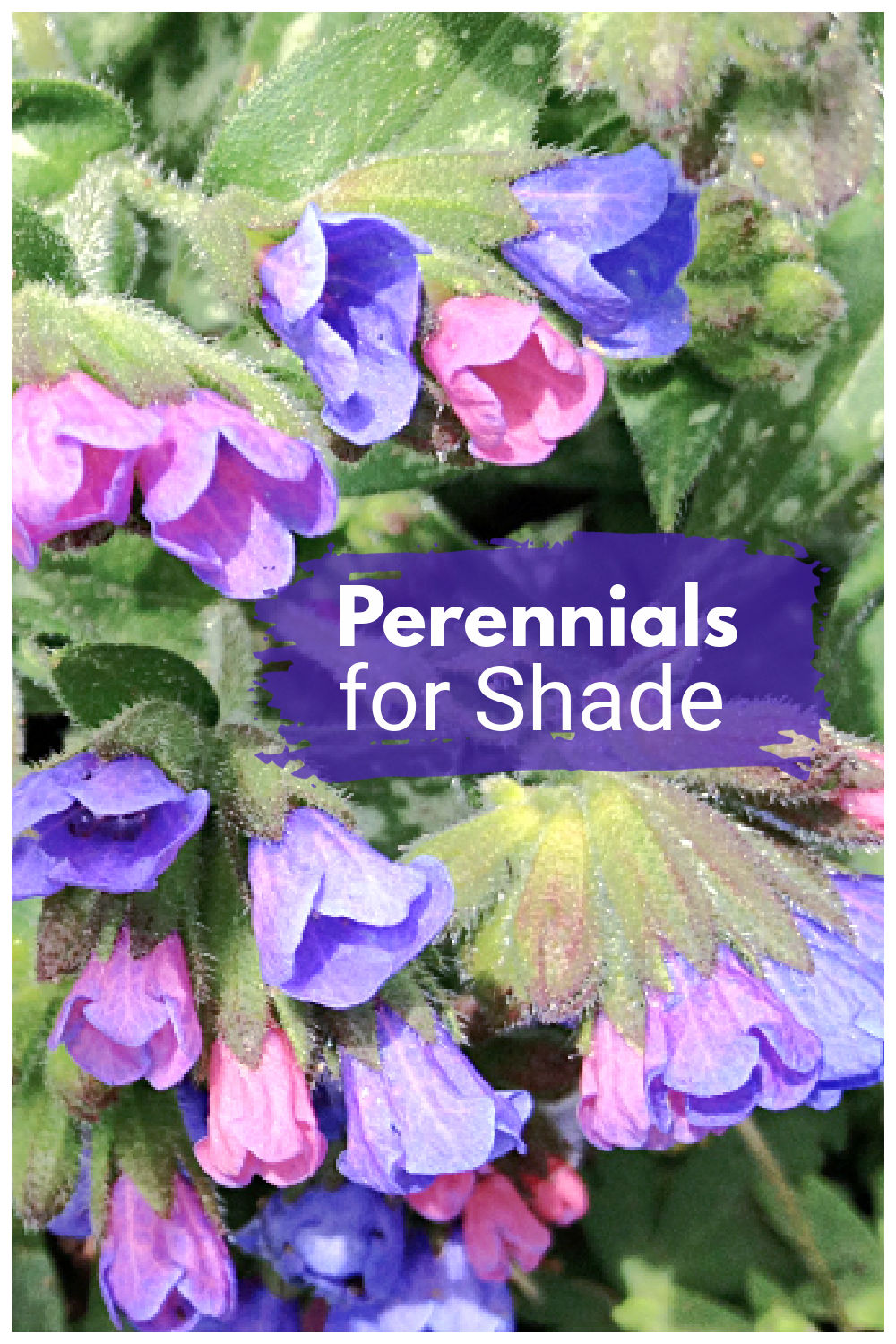 7 Out of the Ordinary Shade Loving Perennials That Are Easy To Grow