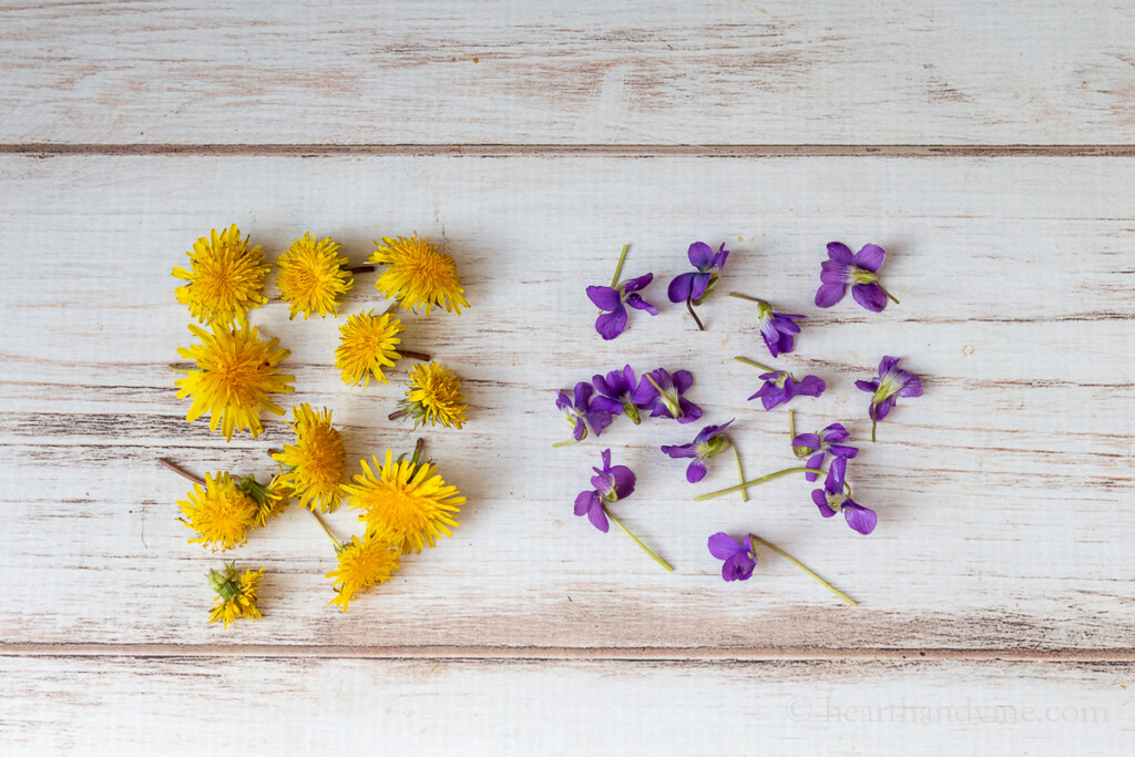 Fresh picked dandelion flowers and wild violet flowers.