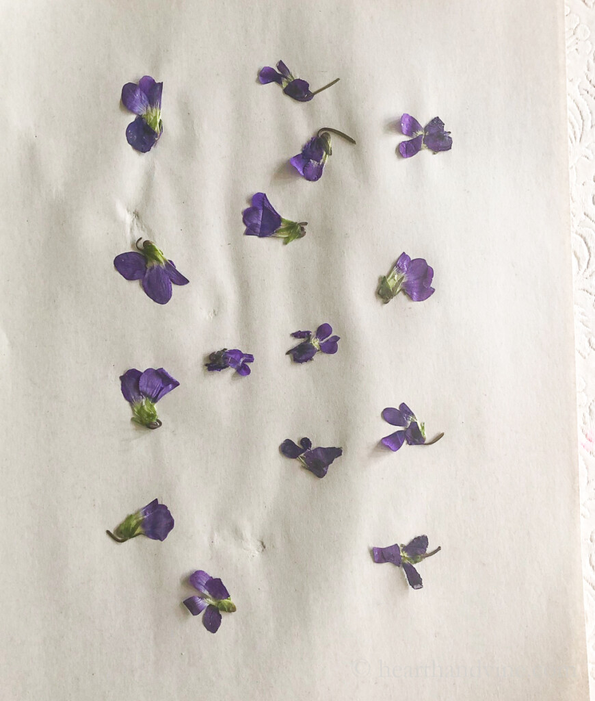 Violet flowers pressed on paper.
