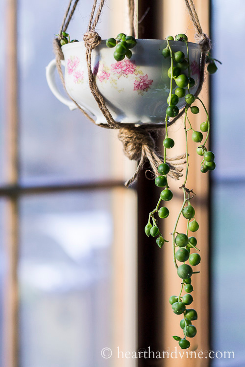 Tall picture of string of pearls plant hanging in a rose floral tea cup with twine.