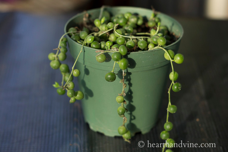 Small string of hearts plant.