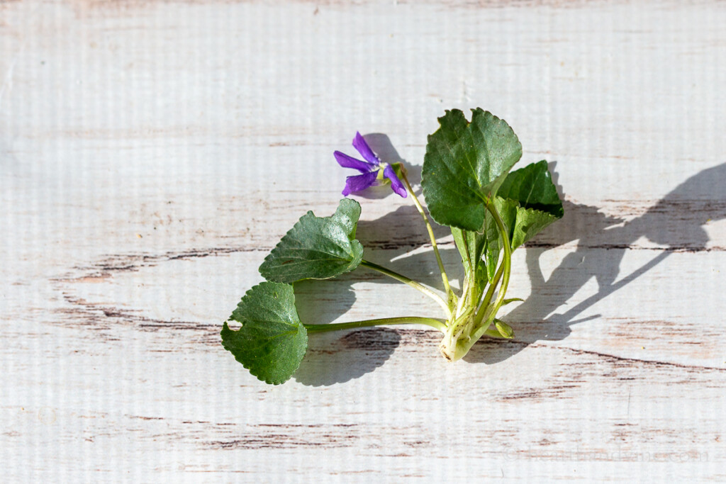 Wild violet plant from the garden.