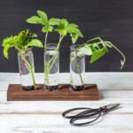 Wooden propagation station with glass jars and plant cuttings in water.