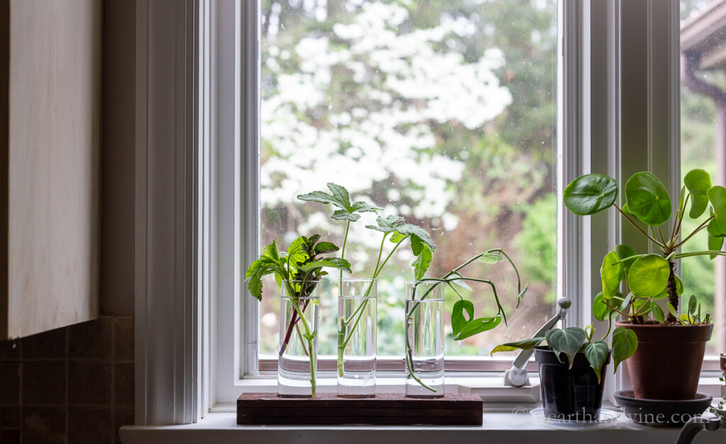 Windowsill with plants and wooden propagation station holding plant cuttings in water.