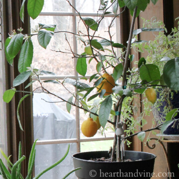 Dwarf Meyer Lemon Tree near window
