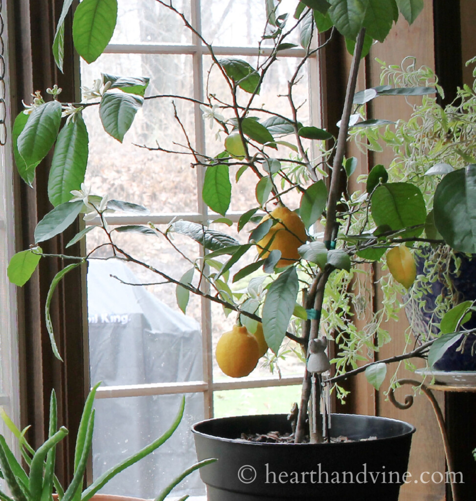 Dwarf Meyer Lemon Tree near window