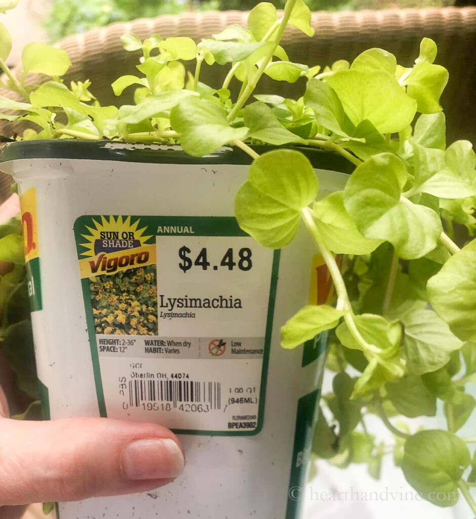 Nursery pot of Lysimachia aka creeping Jenny.