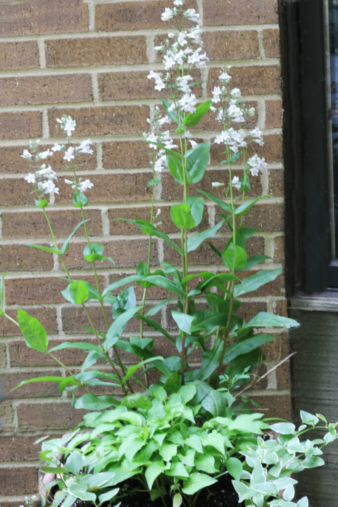 Container garden with lime hosta, vinca vine and penstemon perennial plants.